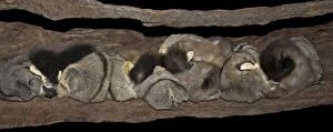Images Dated 27th September 2005: Sugar glider - clan sleeping in communal nest hollow. Townsville Queensland Australia HSN00175