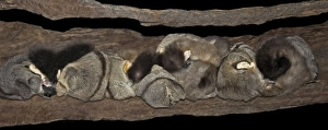 AUS-1822
Sugar glider - clan sleeping in communal nest hollow.
Townsville Queensland Australia
Petaurus breviceps
Frank Harrison / Auscape / ardea
Auscape
Please note that prints are for personal display purposes only and may not be reproduced in any way Sugar glider - clan sleeping in communal nest hollow