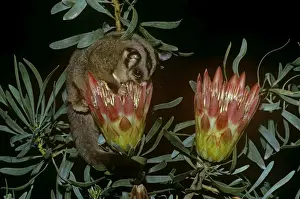 Sugar Glider - drinking nectar from plant - Australia