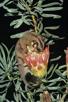 Food In Mouth Prints: Sugar Glider - feeding on flower