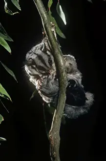 Sugar Glider - female preening twin young