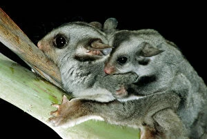 Mothers Collection: Sugar Glider - Female with young on back - Australia JPF03728