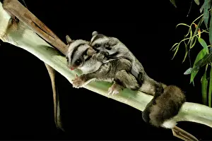 Night Prints: Sugar Glider - Female with young on back, Australia JPF03739