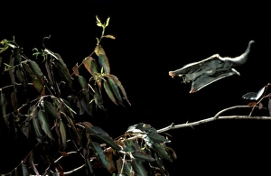 Images Dated 26th March 2008: Sugar glider - gliding JPF19237