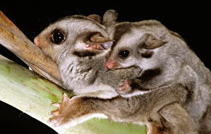 Mothers Collection: Sugar Glider - With young on back - East Coast, Australia, North-eastern coastal Australia JPF03748