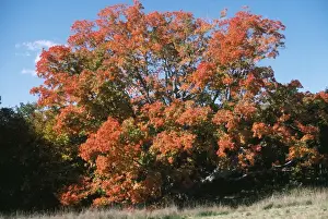 Sugar Maple
