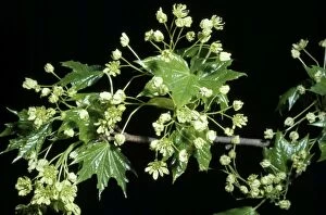 Images Dated 7th November 2006: Sugar Maple - flowers
