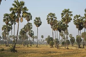 Sugar Palm Trees - among rice plantation