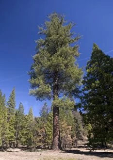 Images Dated 8th March 2005: Sugar Pine - in woodland West side of Sierra Nevada