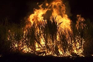 Images Dated 2nd November 2004: Sugarcane burning - Some sugarcane farmers burn their crop to remove dry leaves