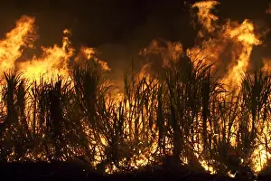 Smoking Prints: Sugarcane burning - Some sugarcane farmers burn their crop to remove dry leaves