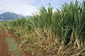 Images Dated 22nd January 2008: Sugarcane Plantation Hawaii