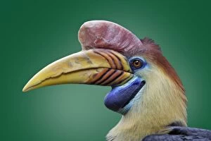 Images Dated 12th July 2007: Sulawesi Wrinkled Hornbill - portrait, Lower Saxony, Germany