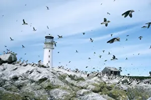 Puffins Prints: Sule Skerry Puffins - around lighthouse - Sule Skerry - North Atlanic