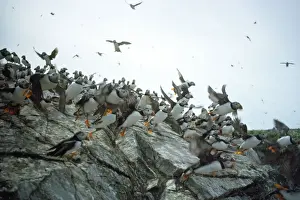 Puffins Prints: Sule Skerry Puffins - on Sule Skerry - North Atlanic