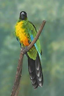 Images Dated 3rd July 2012: Sulphur-breasted Musk Parrot (Prosopeia)