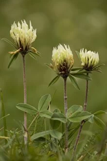 Images Dated 16th June 2006: Sulphur clover (Trifolium ochroleucon). Rare in UK in East Anglia