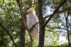 Images Dated 8th April 2008: Sulphur-crested Cockatoo