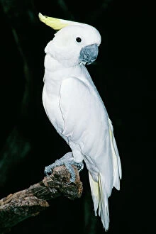 Images Dated 13th December 2010: Sulphur-crested Cockatoo - Australia & New Guinea