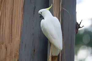Sulphur-crested Cockatoo clinging onto bark At Grant's Picnic Area, Dandenong Ranges, Victoria, Australia. The tree is one of the eucalypts