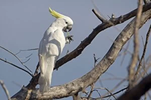 Sulphur-crested Cockatoo - delicately nibbling