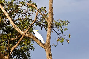 Sulphur-crested Cockatoo, Kakadu World Heritage