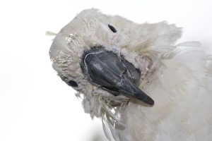 Images Dated 1st November 2009: Sulphur-crested Cockatoo - suffering from Psittacine Beak-and-feather Disease
