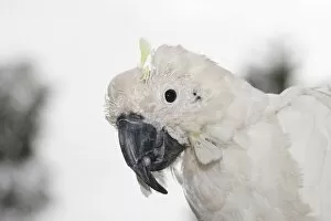 Images Dated 1st November 2009: Sulphur-crested Cockatoo - suffering from Psittacine Beak-and-feather Disease
