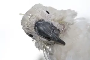 Sulphur-crested Cockatoo - suffering from Psittacine Beak-and-feather Disease. This is caused by a circovirus that can be transmitted by contact at feeding sites, during nesting time, etc