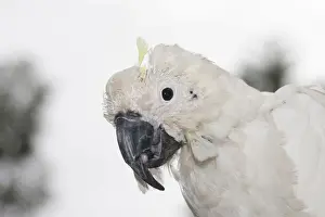 Behavior Prints: Sulphur-crested Cockatoo - suffering from Psittacine Beak-and-feather Disease
