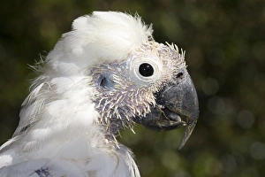 Sulphur-crested Cockatoo - young showing pin feathers on its head as it moults into its adult plumage Sulphur-crested Cockatoo - young showing pin feathers on its head as it moults into its adult plumage