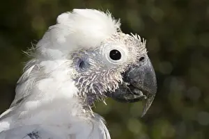 Queensland Prints: Sulphur-crested Cockatoo - young showing pin feathers on its head as it moults into its adult plumage - Brisbane