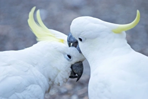Images Dated 11th February 2008: Sulphur Crested Cockatoos - two birds preening