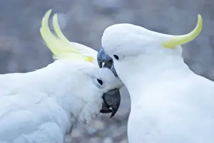 Sulphur Crested Cockatoos - two birds preening - Victoria Dandenong -Melbourne - Australia