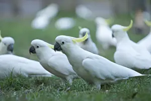Sulphur Crested Cockatoos - Dandenong - Australia