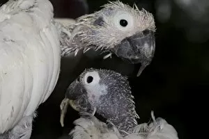 Two Sulphur-crested Cockatoos - suffering from Psittacine Beak-and-Feather Disease (PBFD) bond together after being shunned by entire birds of the same species