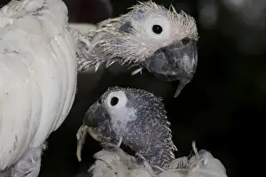 Queensland Prints: Two Sulphur-crested Cockatoos - suffering from Psittacine Beak-and-Feather Disease (PBFD)