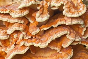 Images Dated 15th September 2012: Sulphur Polypore / Chicken of the Woods Fungus
