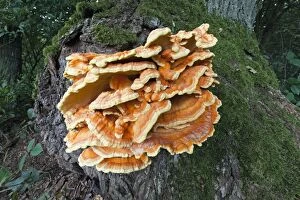 Fruiting Gallery: Sulphur Polypore / Chicken of the Woods Fungus