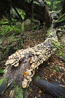 Sulphur / Sulfur Tuft / Clustered Woodlover Fungus