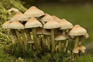 Sulphur tuft fungi on wood