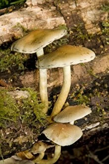 Images Dated 31st August 2010: Sulphur Tuft Fungus - Cannock Chase AONB - Staffordshire UK