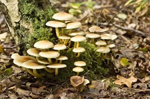 Images Dated 14th September 2008: Sulphur Tuft - growing on dead stump