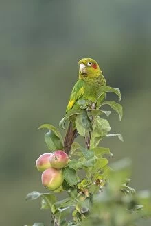 Apples Gallery: sulphur-winged parakeet  Pyrrhura hoffmanni  also known