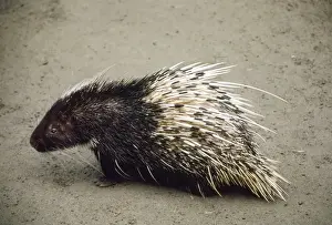 Sumartran Porcupine
