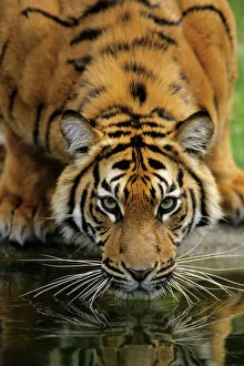 Sumatra Tiger - drinking, portrait