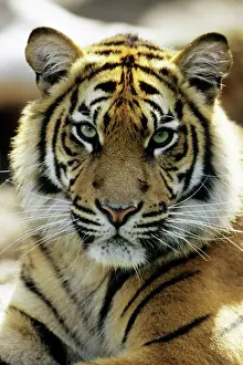 Captivity Prints: Sumatra Tiger - portrait, Bavaria, Germany