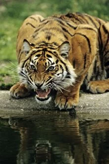 Images Dated 7th June 2007: Sumatra Tiger - snarling, Bavaria, Germany