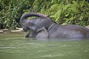 Sumatran Elephant in the river (Elephas)