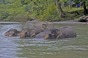 Sumatran Elephants (Elephas maximus sumatranus)